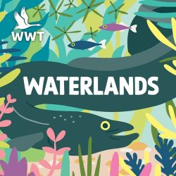 Waterlands a nature and environmental podcast produced by the Wildfowl & Wetlands Trust